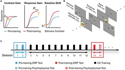 Multi-Stage Cortical Plasticity Induced by Visual Contrast Learning